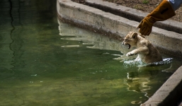 Xem 'chúa tể rừng xanh' vùng vẫy học bơi